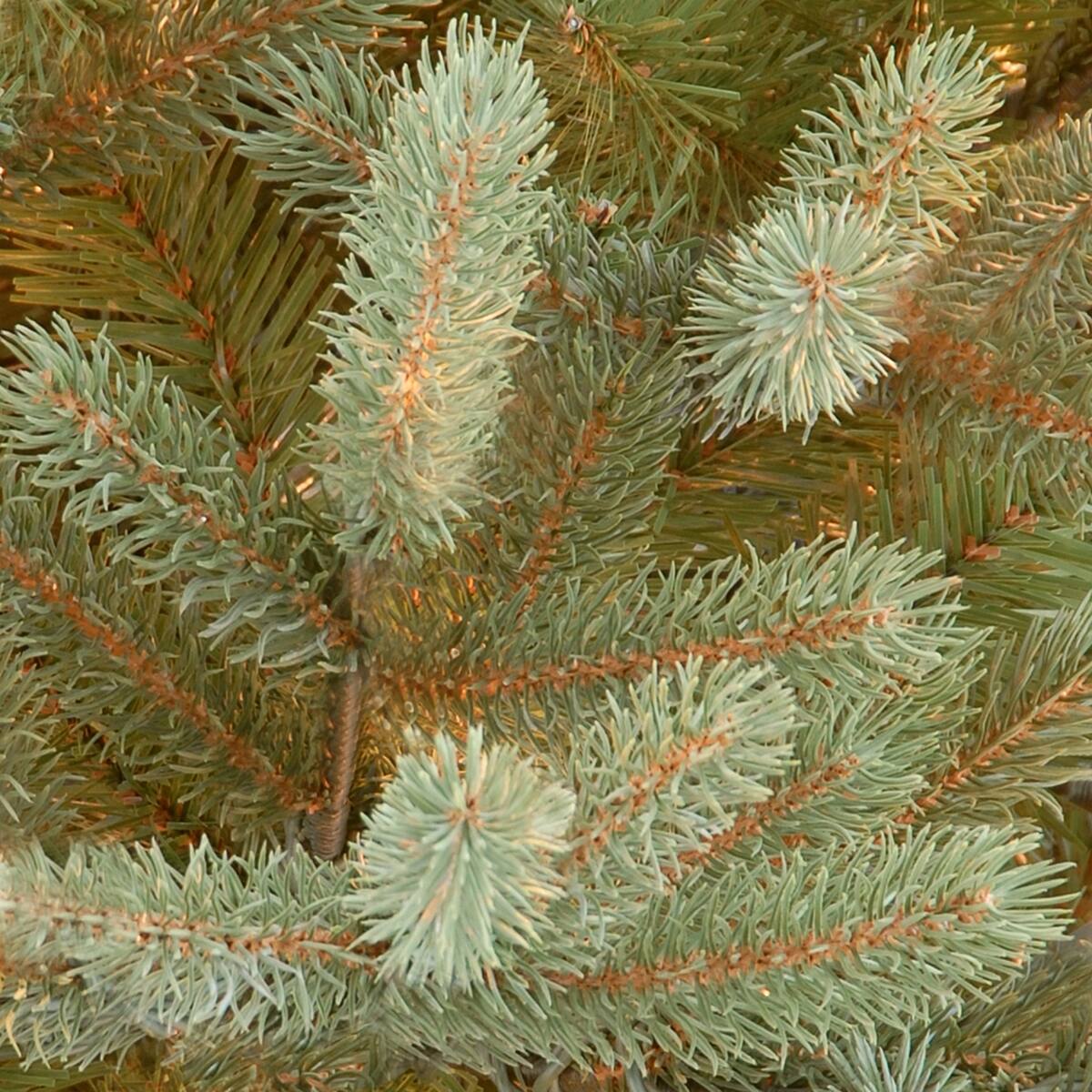 7 ft. Unlit Feel Real&#xAE; Norway Fir Hinged Artificial Christmas Tree